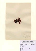 藏品(Chondrus ocellatus Holmes)的圖片